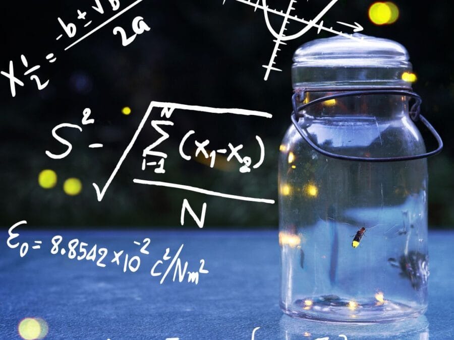 Fireflies and Mathematical Models | Hooray For Monday
