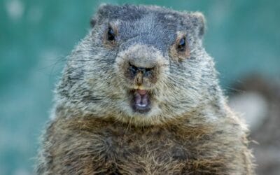 Everything Old is New Again | Hooray For Monday