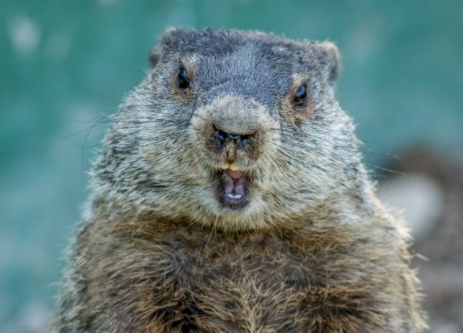 Everything Old is New Again | Hooray For Monday