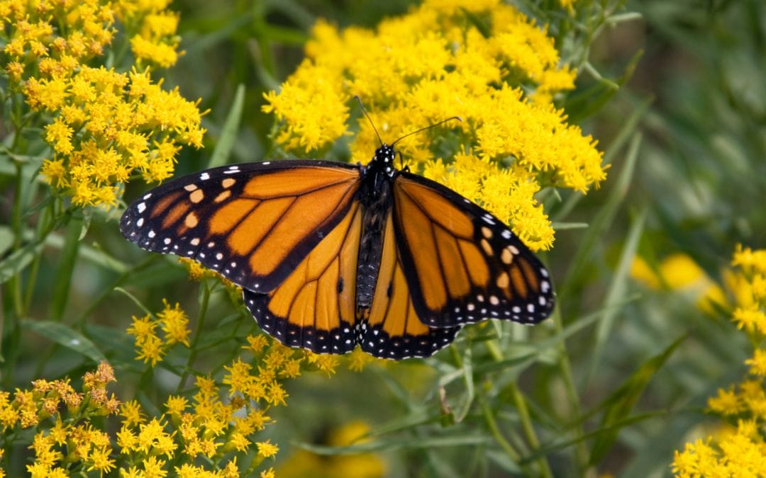 Make Way for the Monarchs