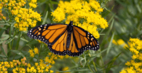 An orange and black monarch butterfly landing on a yellow flower