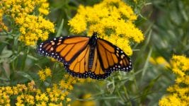An orange and black monarch butterfly landing on a yellow flower